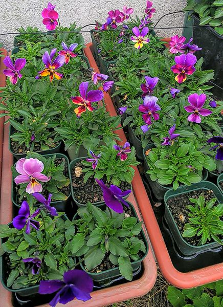 ３月中旬どんどん咲き始めました ビオラ７種類採取した種で育てます そだレポ みんなの趣味の園芸