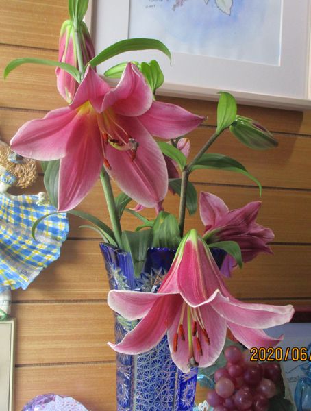 6 17 切り花にする 19 秋 ユリ パープル プリンス カサブランカ を鉢に植える そだレポ みんなの趣味の園芸