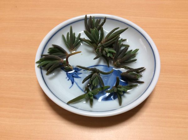 挿し芽候補 マツバギク そだレポ みんなの趣味の園芸