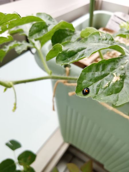 てんとう虫幼虫誘導 大玉スイカのプランター空中栽培 そだレポ みんなの趣味の園芸