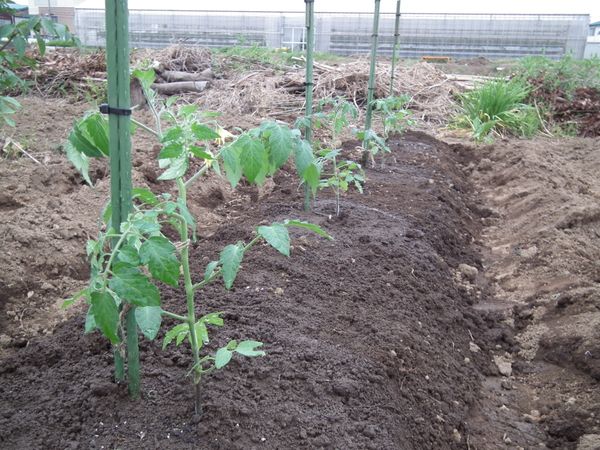 畑に定植 ４色のミニトマトで畑デビュー そだレポ みんなの趣味の園芸