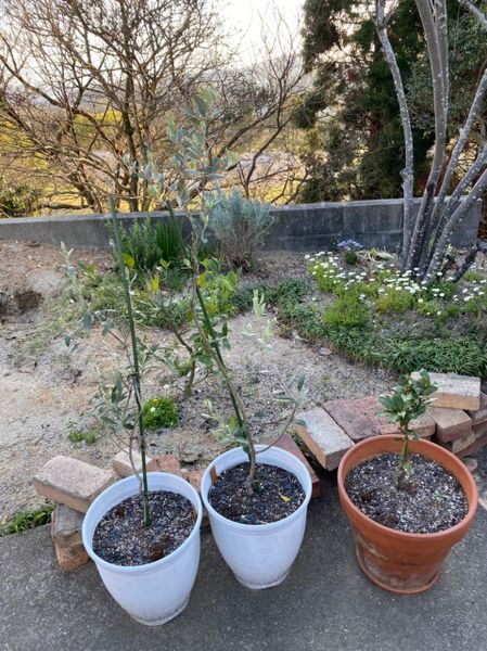 1年後 そろそろ地植えしよう オリーブ園のオリーブ苗木 そだレポ みんなの趣味の園芸
