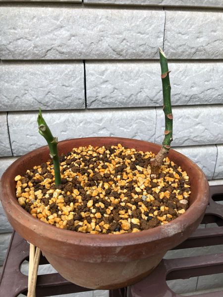 剪定した枝は挿し木へ パキラの丸坊主剪定と挿し木 そだレポ みんなの趣味の園芸