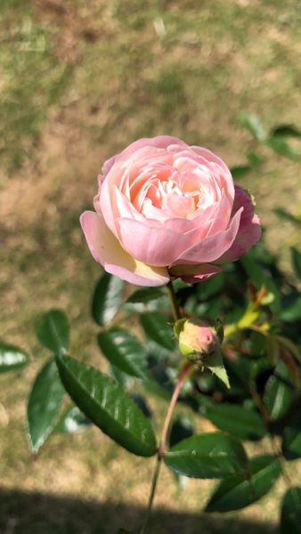 とっても可愛いバラ 白いばらだったはずが ピンクに そだレポ みんなの趣味の園芸