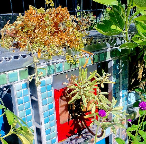 21 8 5 花後剪定 タテニワ 垂直栽培 100均ボックスでユーフォルビア アスコットレインボー栽培 そだレポ みんなの趣味の園芸