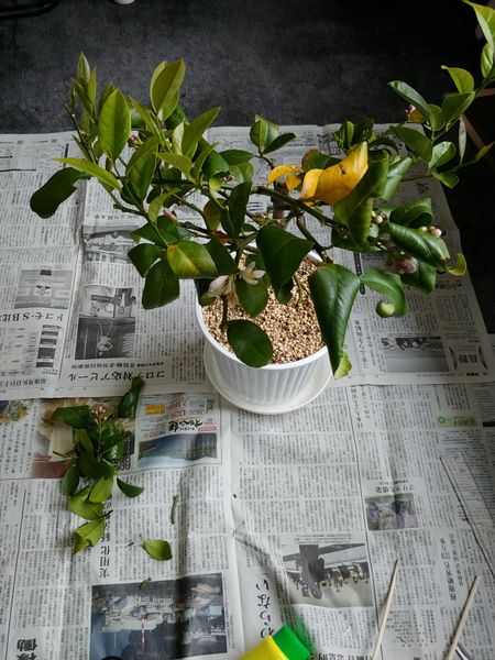 剪定 室内でレモン栽培 そだレポ みんなの趣味の園芸