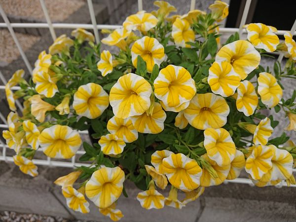 21年5月12日 冬越し カリブラコア スーパーベル レモンスライス そだレポ みんなの趣味の園芸