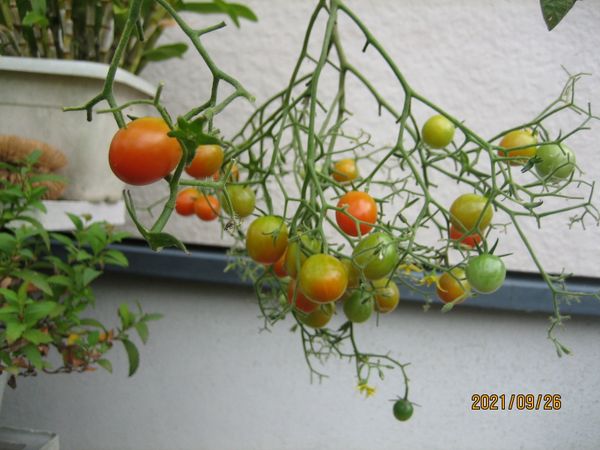 三度目の収穫再開 ミニトマトの一本仕立て そだレポ みんなの趣味の園芸