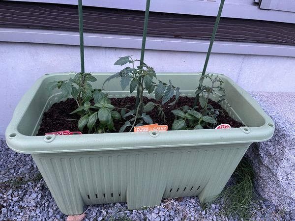 支柱と コンパニオンプランツ ミニトマト3種類 植えました そだレポ みんなの趣味の園芸