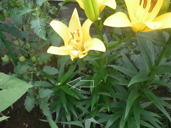 ６月１日 黄色を切り花 ｌａ百合 そだレポ みんなの趣味の園芸