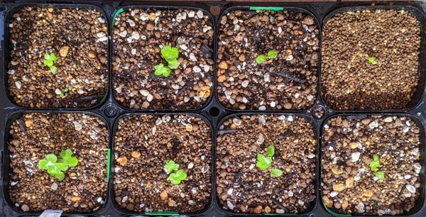 オーロラ ブルーインプの矮化剤処理 デルフィニウムの種からのベランダ栽培 21 22 そだレポ みんなの趣味の園芸