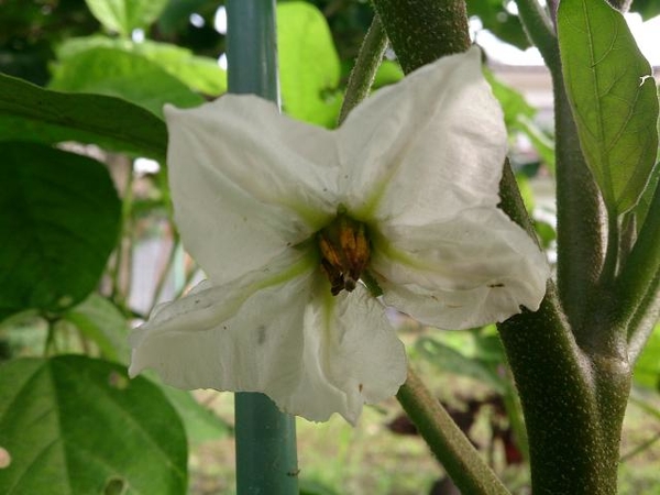 白茄子の花 ナス二種類 そだレポ みんなの趣味の園芸