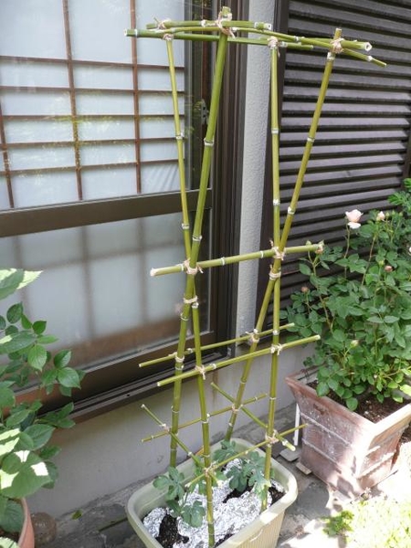 支柱の組立 小玉スイカのプランター栽培 そだレポ みんなの趣味の園芸