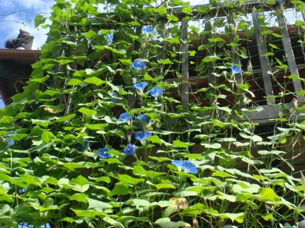 ２階ベランダも完成 アサガオの緑のカーテン その１ そだレポ みんなの趣味の園芸