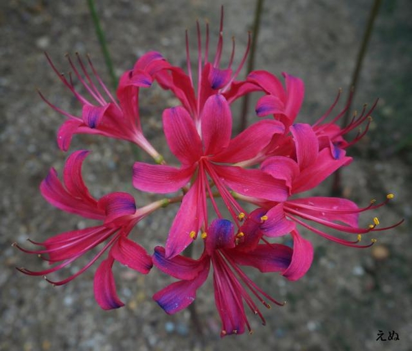 咲き終わる頃青が広がる リコリスの複色花 そだレポ みんなの趣味の園芸