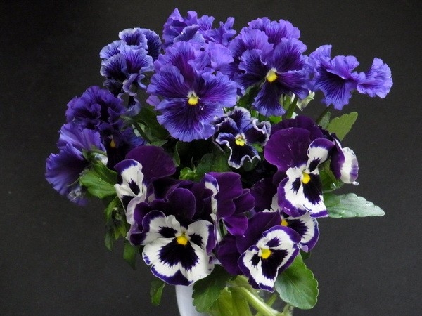 4月22日 最後は切り花に タネからパンジー年内開花 そだレポ みんなの趣味の園芸