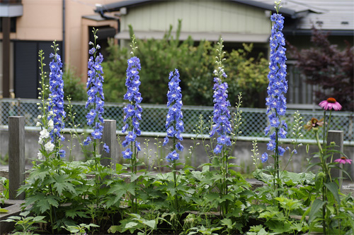 千葉市の花壇 種まきガーデニング デルフィニウム そだレポ みんなの趣味の園芸
