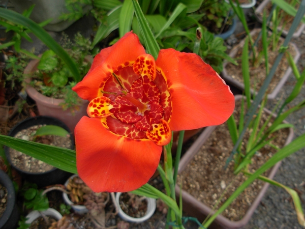 もう一種類の花です 初めてのチグリジア そだレポ みんなの趣味の園芸
