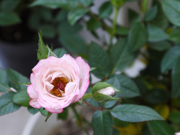 リトルプリンセス ミニバラ 花言葉 可愛いひと そだレポ みんなの趣味の園芸