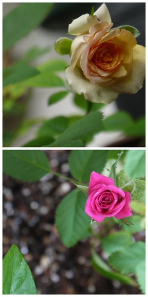 意外と丈夫なミニばらもある ミニバラ 花言葉 可愛いひと そだレポ みんなの趣味の園芸