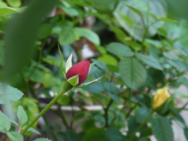 赤と黄色 ミニバラ 花言葉 可愛いひと そだレポ みんなの趣味の園芸