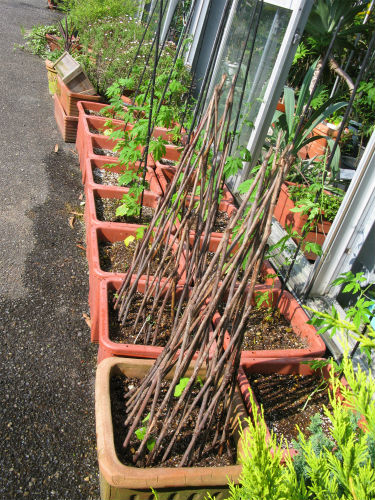 支柱立て おしゃれなみどりのカーテン そだレポ みんなの趣味の園芸