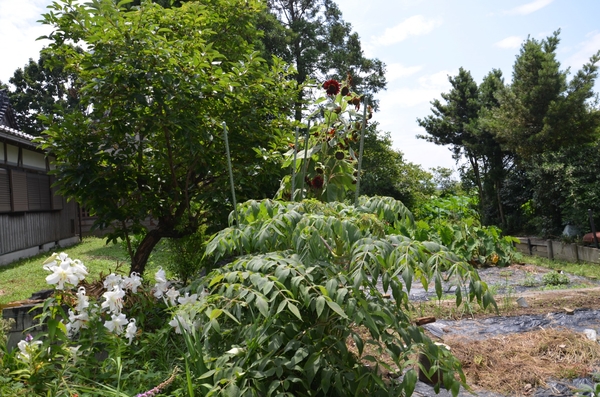 台風11号を乗り切りました 7月24日 挿し芽から 皇帝ダリアを育てる15 そだレポ みんなの趣味の園芸