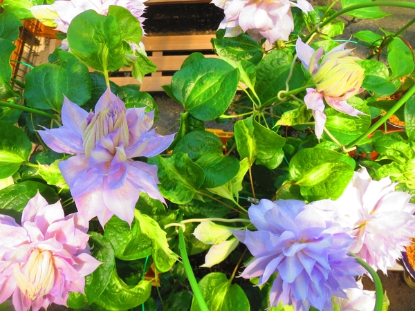 色取り取り 蕾と花と クレマチス パテンス八重系 15年春 そだレポ みんなの趣味の園芸