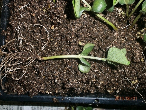 6 1 摘心と断根をする前の苗です 岩澤信夫さんの枝豆栽培法の真似 そだレポ みんなの趣味の園芸