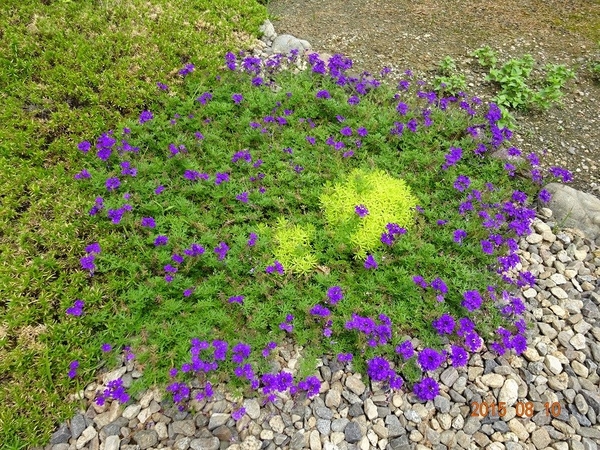 花数が少なくなってきました 庭に紫のカーペットを そだレポ みんなの趣味の園芸