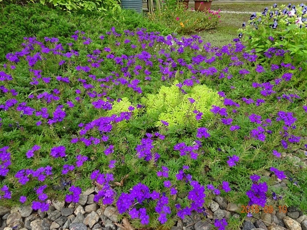 再び花数が増えてきました 庭に紫のカーペットを そだレポ みんなの趣味の園芸