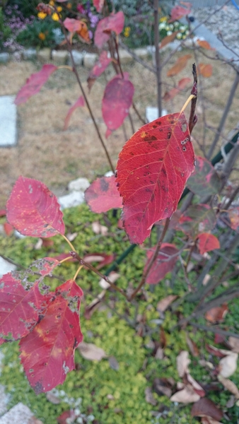 真っ赤に紅葉しています ぐりんりんの お庭 ジューンベリー そだレポ みんなの趣味の園芸