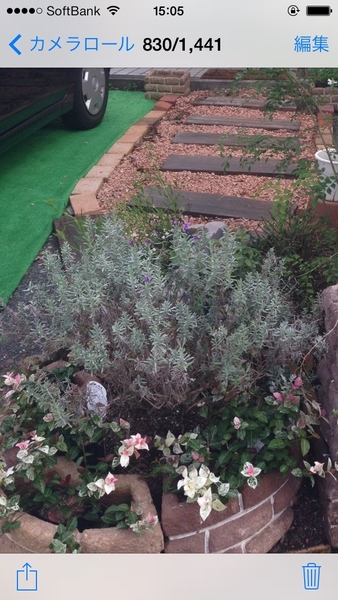 花壇に地植え 憧れのイングリッシュラベンダー そだレポ みんなの趣味の園芸