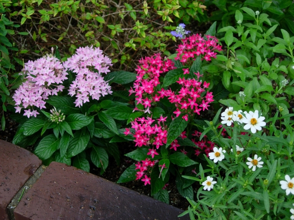 ８月下旬 花壇で元気にしてます タネから のんびりペンタスにつきあう そだレポ みんなの趣味の園芸