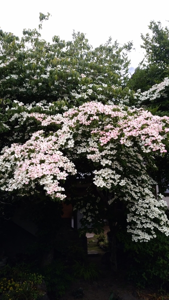 ヤマボウシの花ピンクです 実に種が無いヤマボウシ そだレポ みんなの趣味の園芸