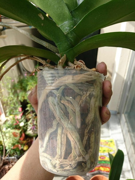 プラポット 胡蝶蘭の植え替え コンポスト模索 そだレポ みんなの趣味の園芸