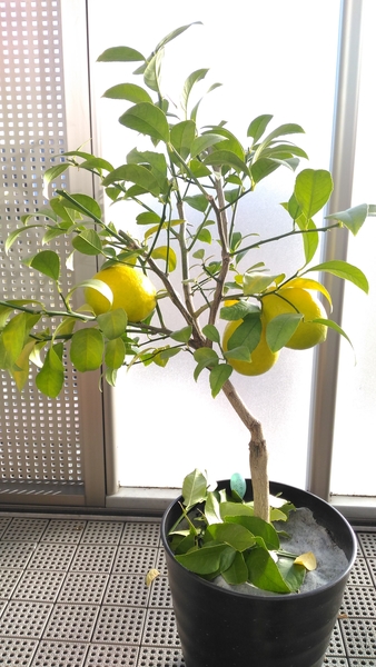 12 1 黄色くなるまで マイヤーレモンの栽培 そだレポ みんなの趣味の園芸