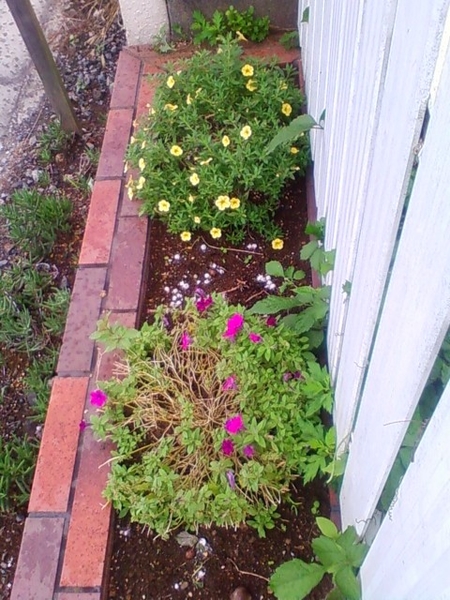 16年9月18日花壇に地植えしました サフィニアブーケ キューティパープル栽培 そだレポ みんなの趣味の園芸