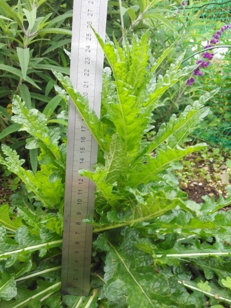 茎丈を計ってみました 北海道の植物が 九州でも育つのか そだレポ みんなの趣味の園芸