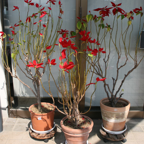 剪定と植え替え 前 ポインセチアは熱帯花木 そだレポ みんなの趣味の園芸