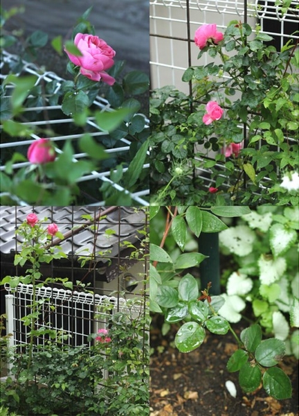 レオナルドダヴィンチ つるバラ８種 17年の開花 そだレポ みんなの趣味の園芸