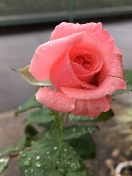 ２度目の二番花 八分咲き ピンクの薔薇 挿し木から そだレポ みんなの趣味の園芸