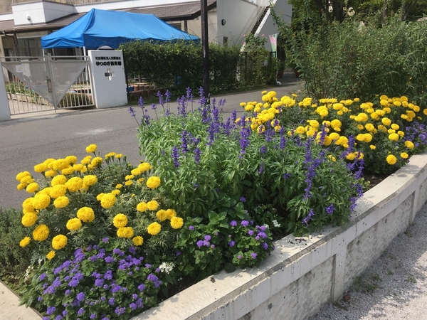 9月9日 アフリカンマリーゴールドの群植花壇17 そだレポ みんなの趣味の園芸