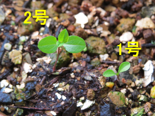 12月2日 種から育てるチューリップ型のクレマチス ｉ そだレポ みんなの趣味の園芸
