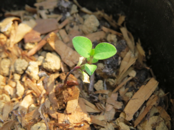 3月16日 種から育てるチューリップ型のクレマチス ｉ そだレポ みんなの趣味の園芸