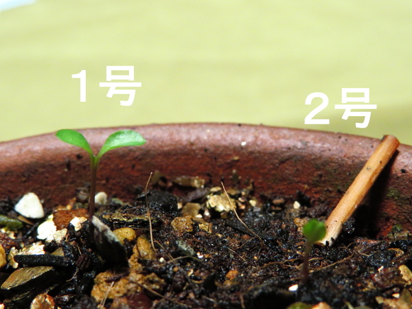 11月11日 種から育てるチューリップ型のクレマチス ｉ そだレポ みんなの趣味の園芸