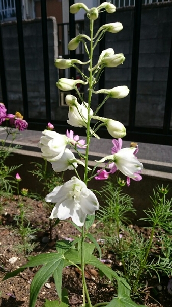 6月2日 白 開花 デルフィニウム そだレポ みんなの趣味の園芸