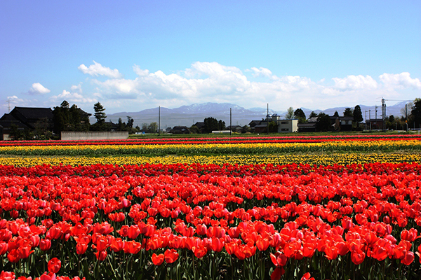 チューリップ咲く春の砺波平野へ 3 14北陸新幹線開業 トピック ニュース みんなの趣味の園芸
