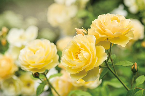 黄色い バラの咲く幸せガーデン ファンケル 春のローズガーデン16 5月6日から開催 みんなの趣味の園芸