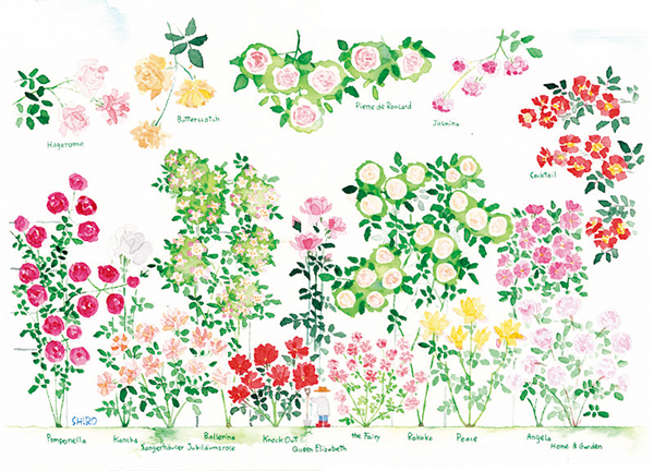 美しい水彩の花々を見に行こう 藤川志朗 花のイラスト展 京成バラ園にて開催 みんなの趣味の園芸